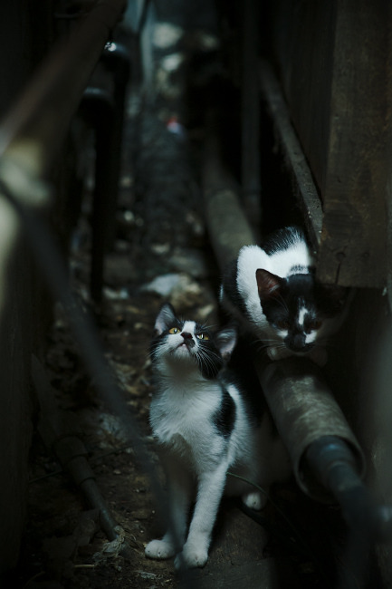 绝杀与血性，浓眉如何成为粤厦大战的胜负手？