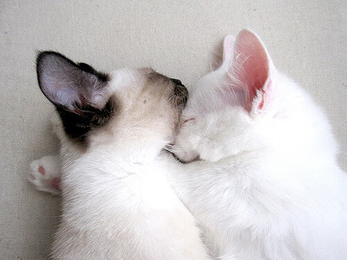 掘金险胜火箭，布伦森在刀锋上投出的绝杀，铸就一场不眠夜传奇