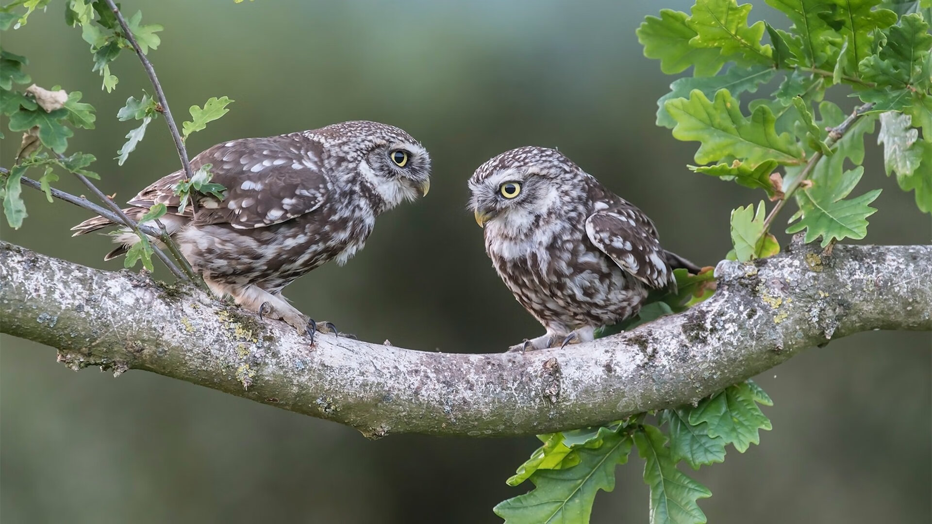 浴火重生!布伦森完成自我救赎,独行侠主场捍卫达拉斯