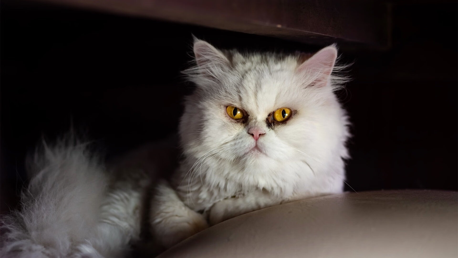 最后一圈的反击，马克西如何用乐高式策略拼出F1年度王座