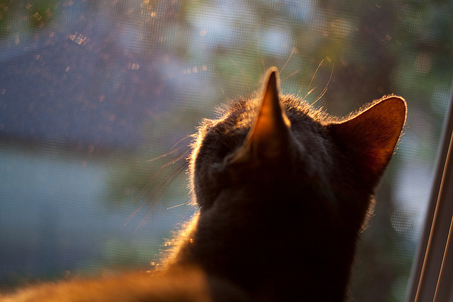 跨界抢七,切尔西冰上奇袭,决胜局带走加拿大