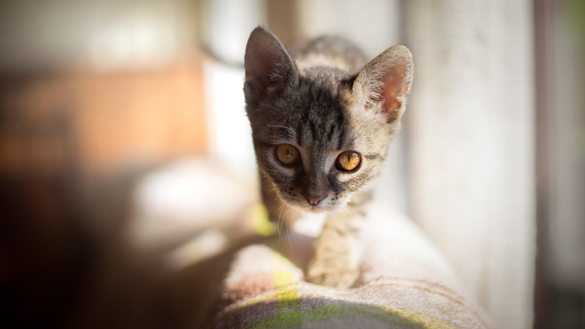 双星闪耀，莫兰特个人英雄主义与湖人团队压制力的胜利法则