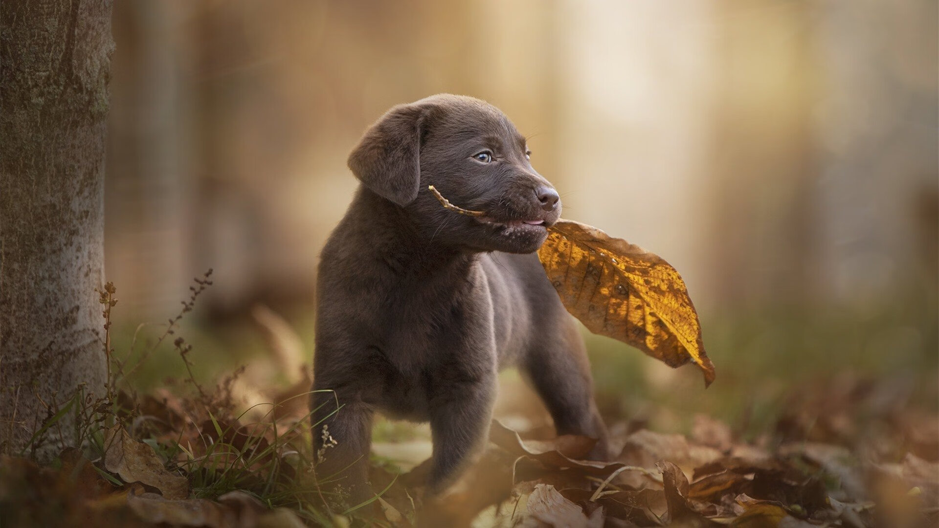 绿茵场上的高等数学,当西班牙用系统完成了对天才的优雅绞杀
