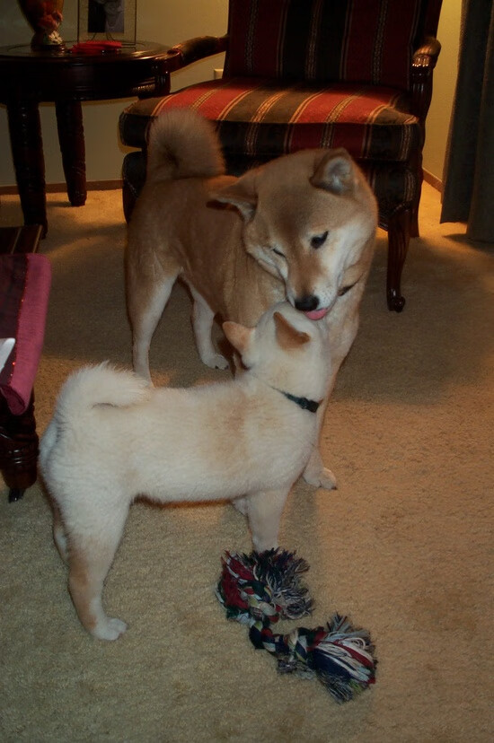 双城突围记，从西甲国家德比到独行侠关键战的体育哲学