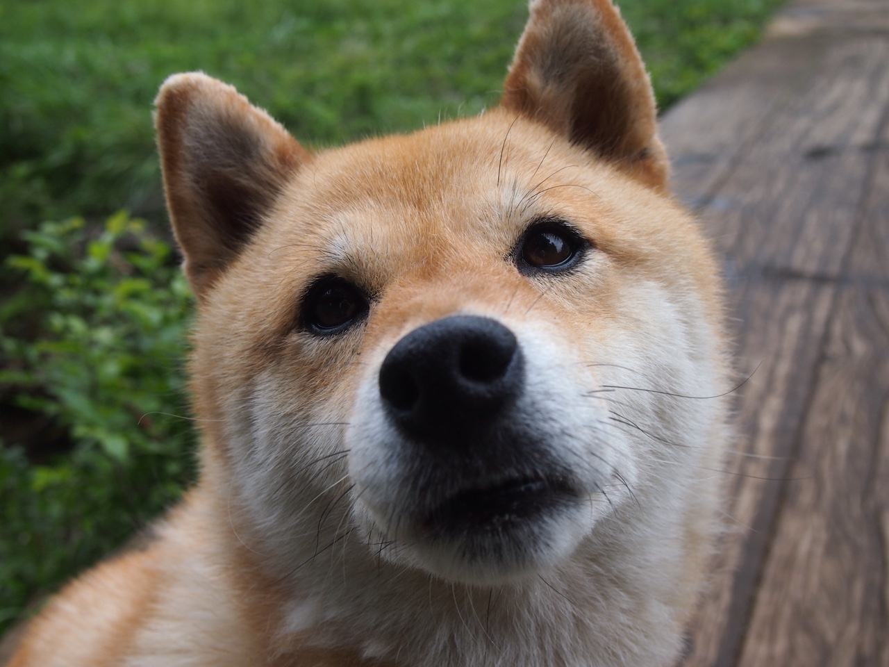 冰与火之歌，法比尼奥的绝境指挥，南非掀起惊天逆转狂澜