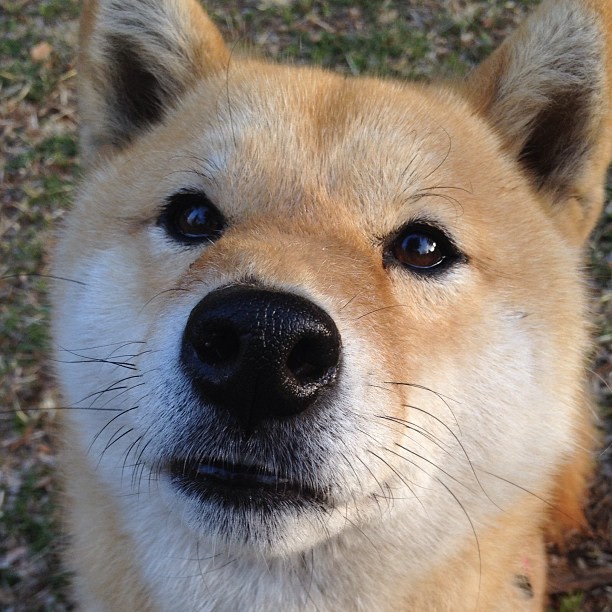 绿茵西决,当潘帕斯风暴席卷沙漠之狐,本泽马于终章接管王座